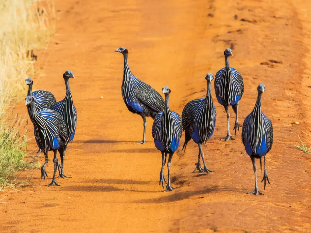 Safari pittoresque au Kenya, visite privée