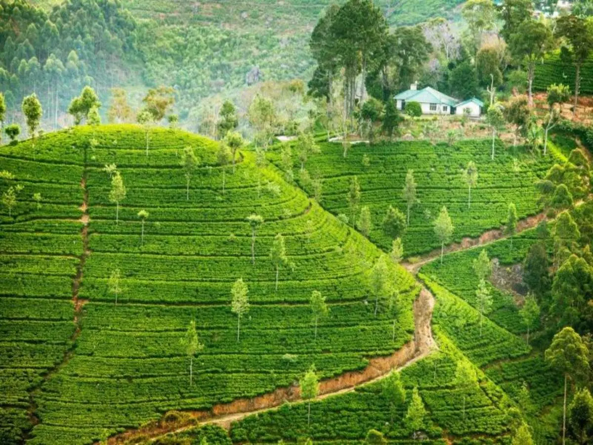 All in One Sri Lanka