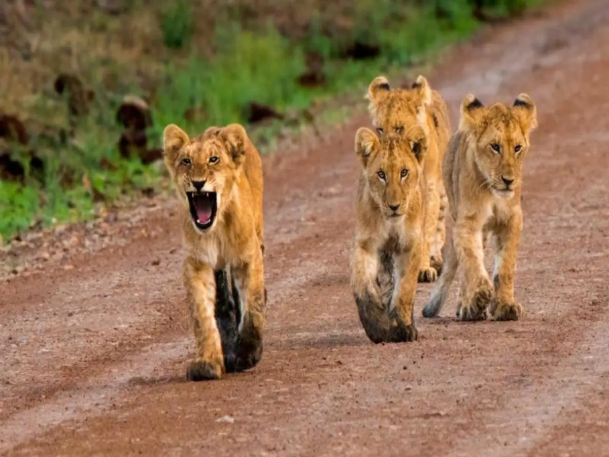 Kenya Odyssey, Privattour