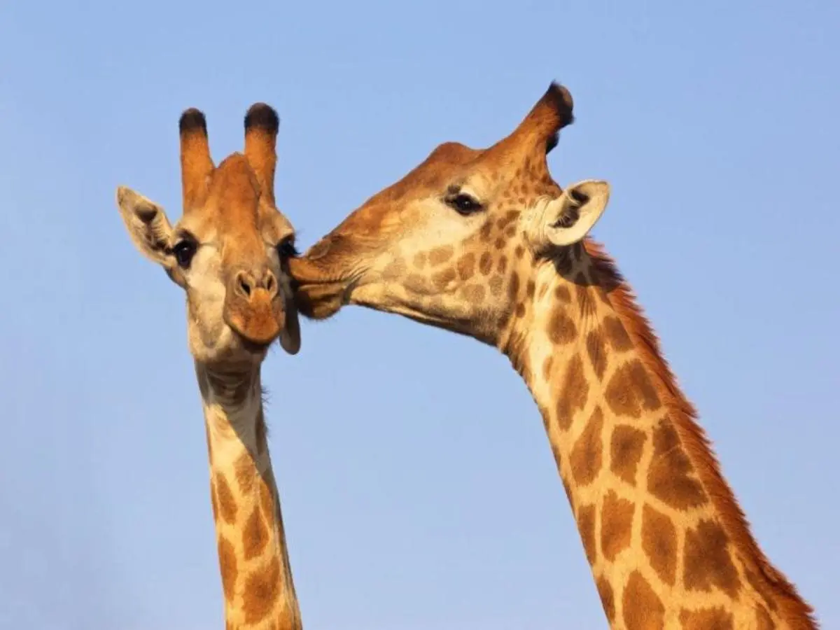 Cape Town, Garden Route and Eastern Cape