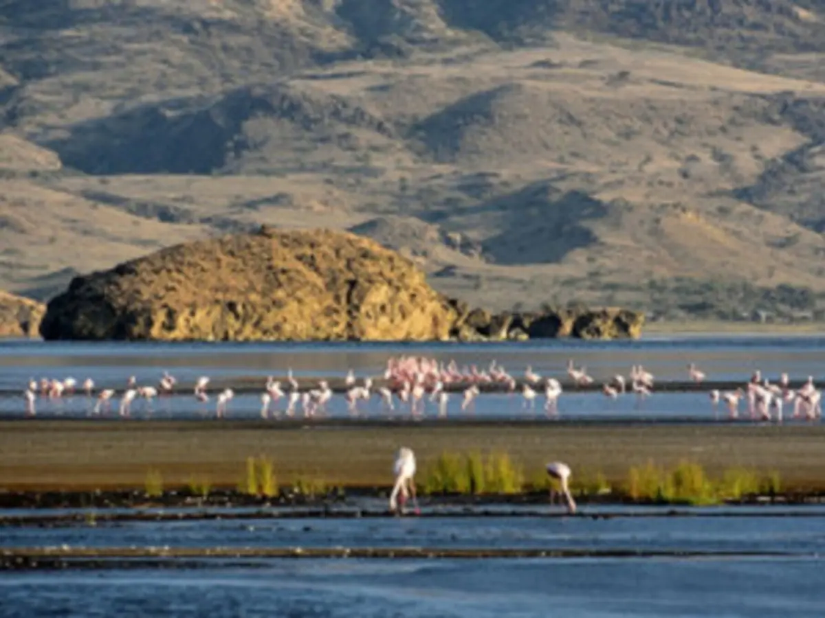 Sur Les Pistes de Tanzanie avec le Serengeti
