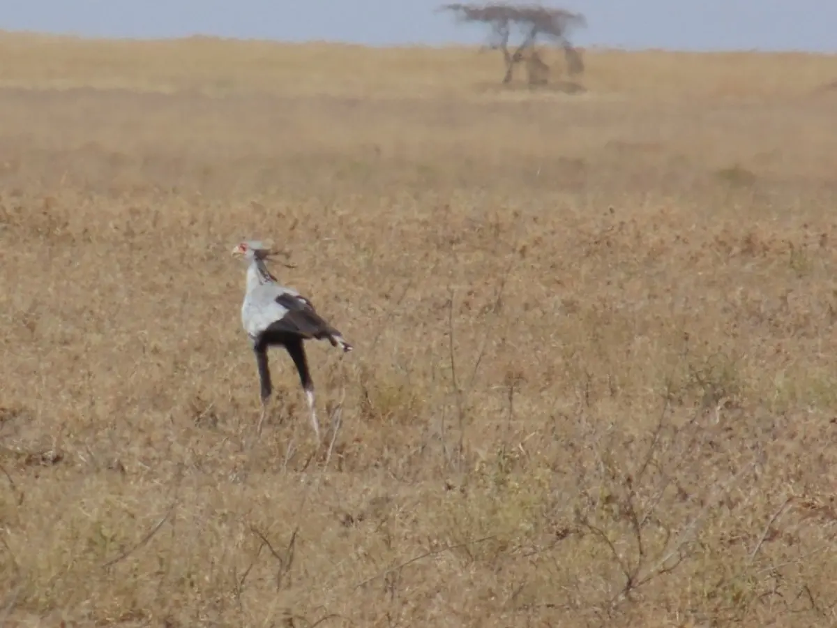 Sur Les pistes de Tanzanie, Ngorongoro