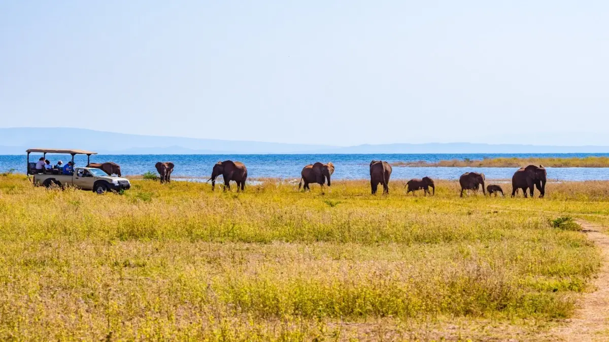 L'Afrique Australe à bord du Zimbabwean Dream : expérience inédite aux confins du monde