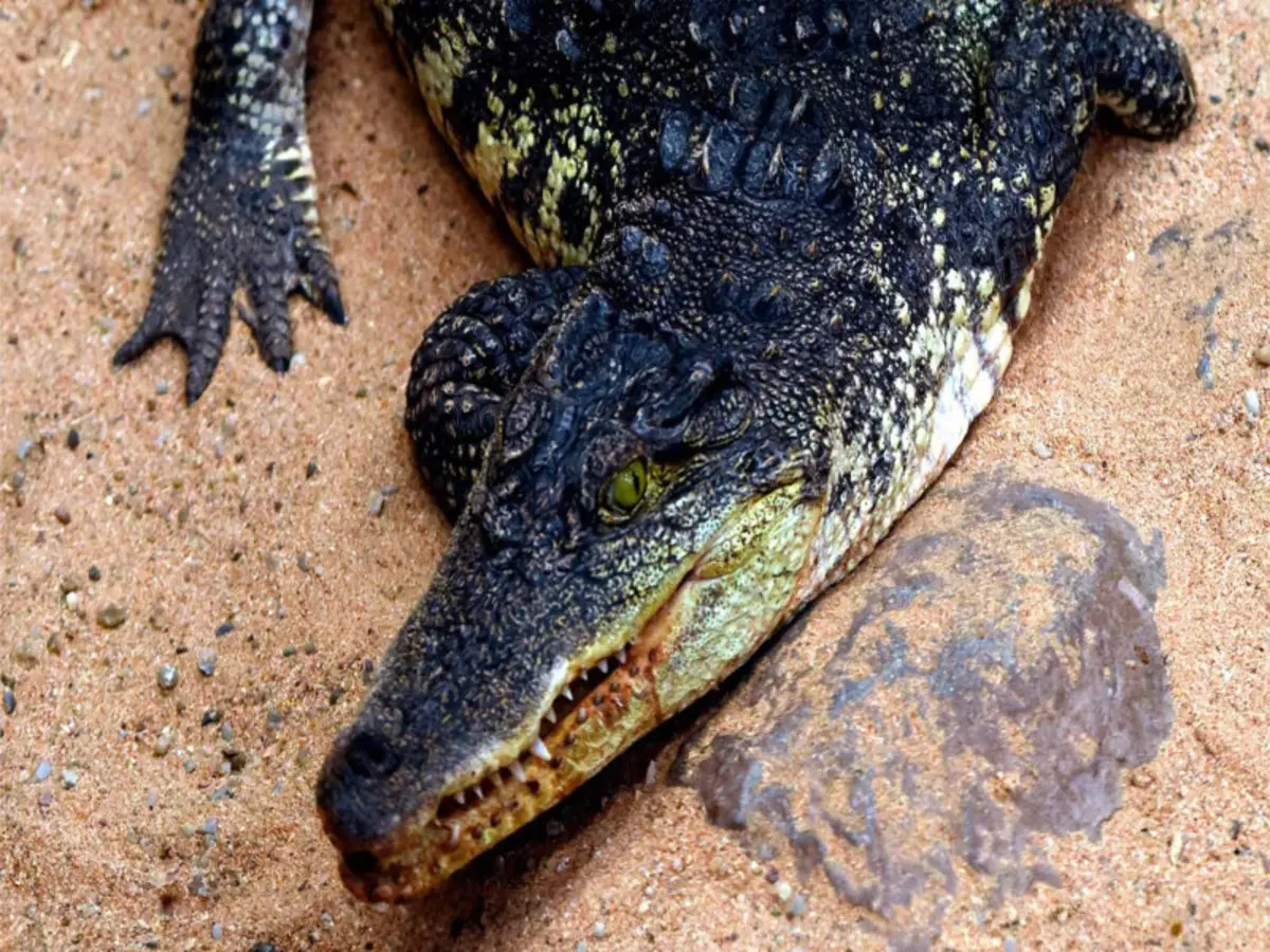 A Las Palmas, il paradiso è senza tempo