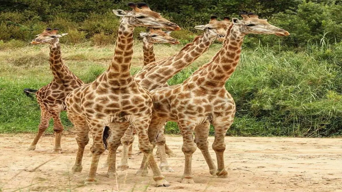 From Masai Mara To Diani Beach Safari