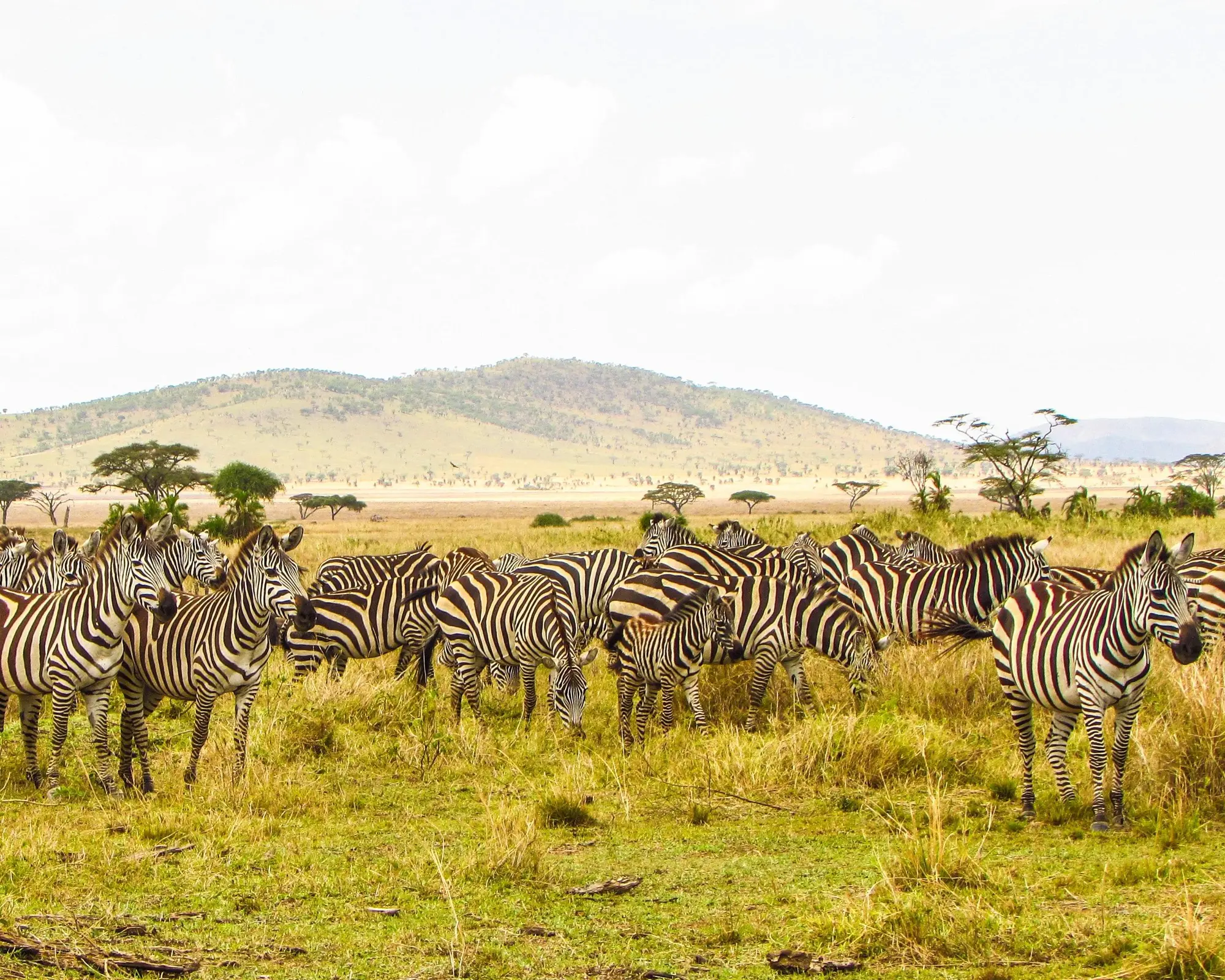 Safari "Tansania entdecken" 