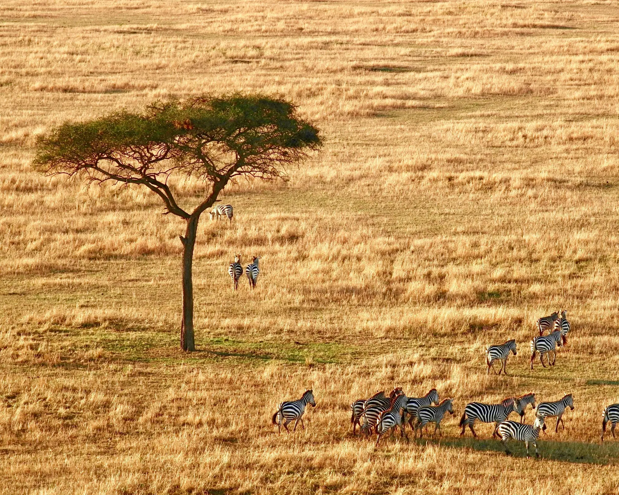 Safari "Abenteuer Tansania"