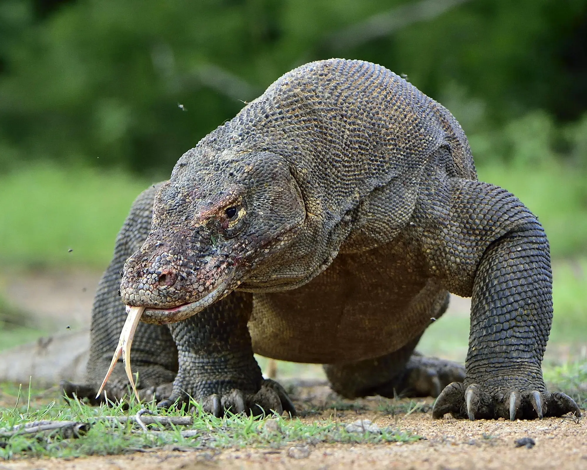 Privatrundreise "Exotisches Flores, Rinca, Komodo"