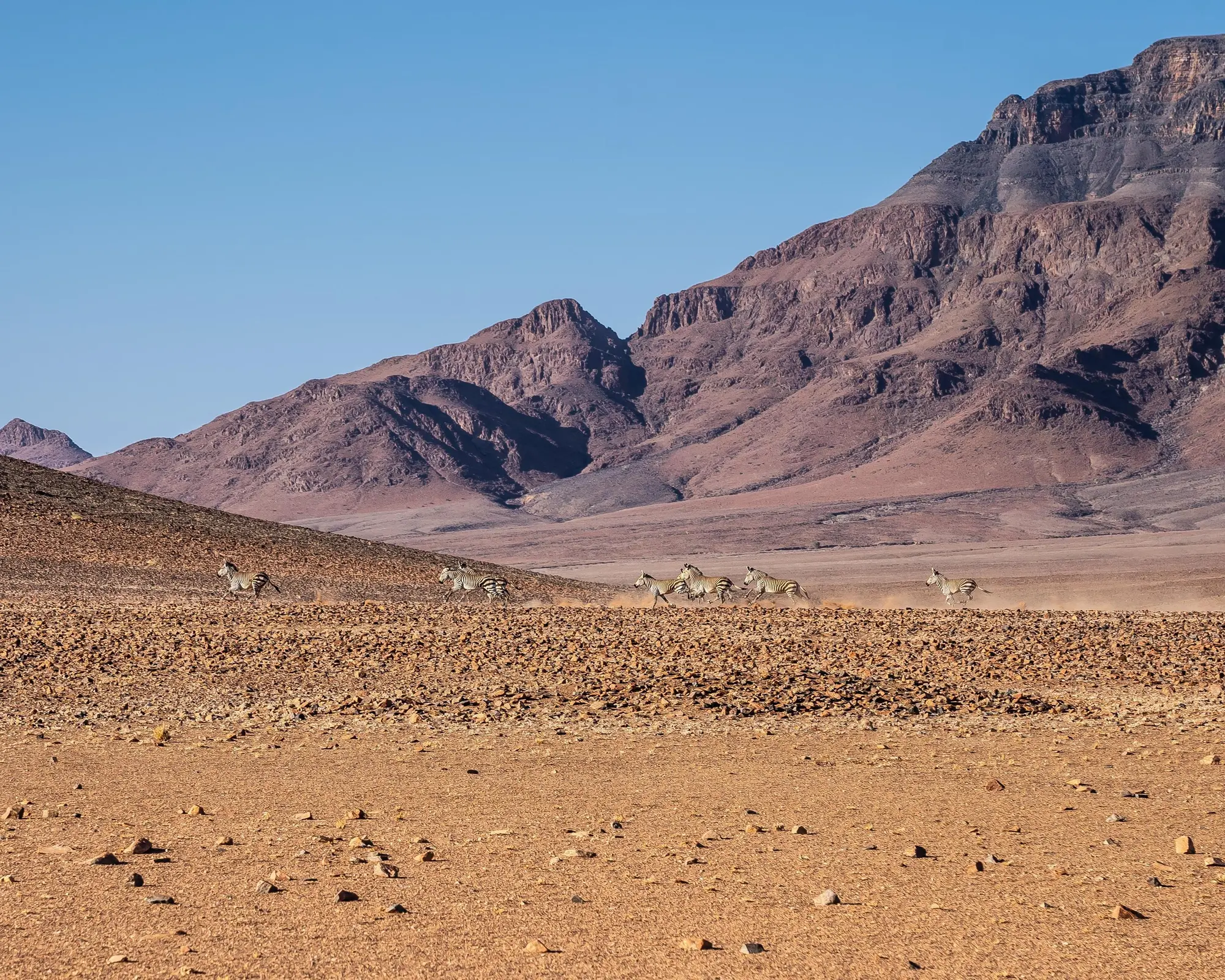 Safari "Höhepunkte Namibia"
