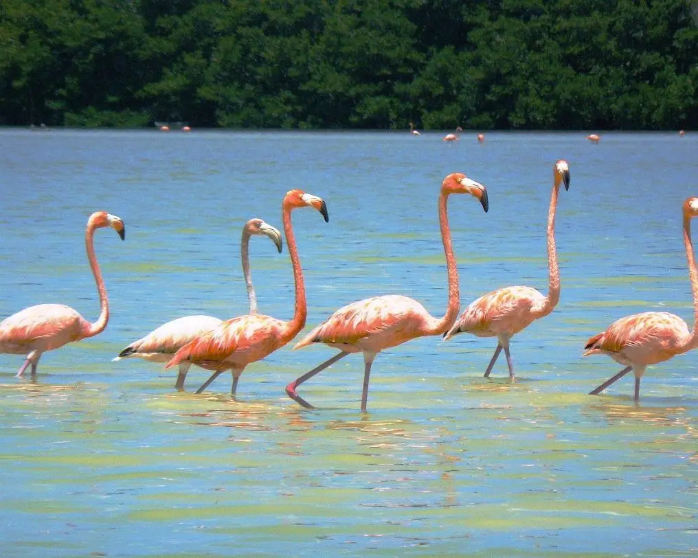 Rundreise "Höhepunkte Yucatan mit Calakmul" 