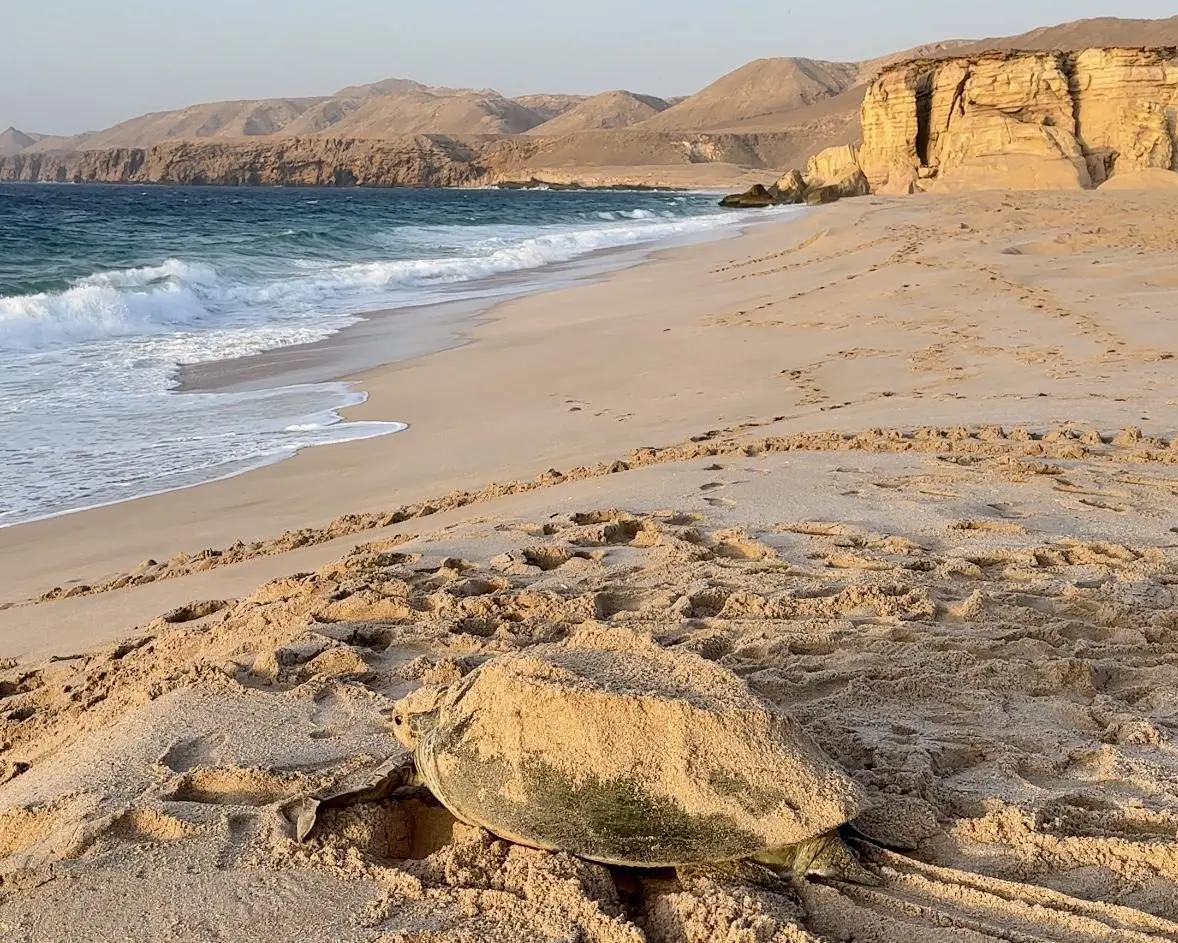 Turtle Package with Adventure
