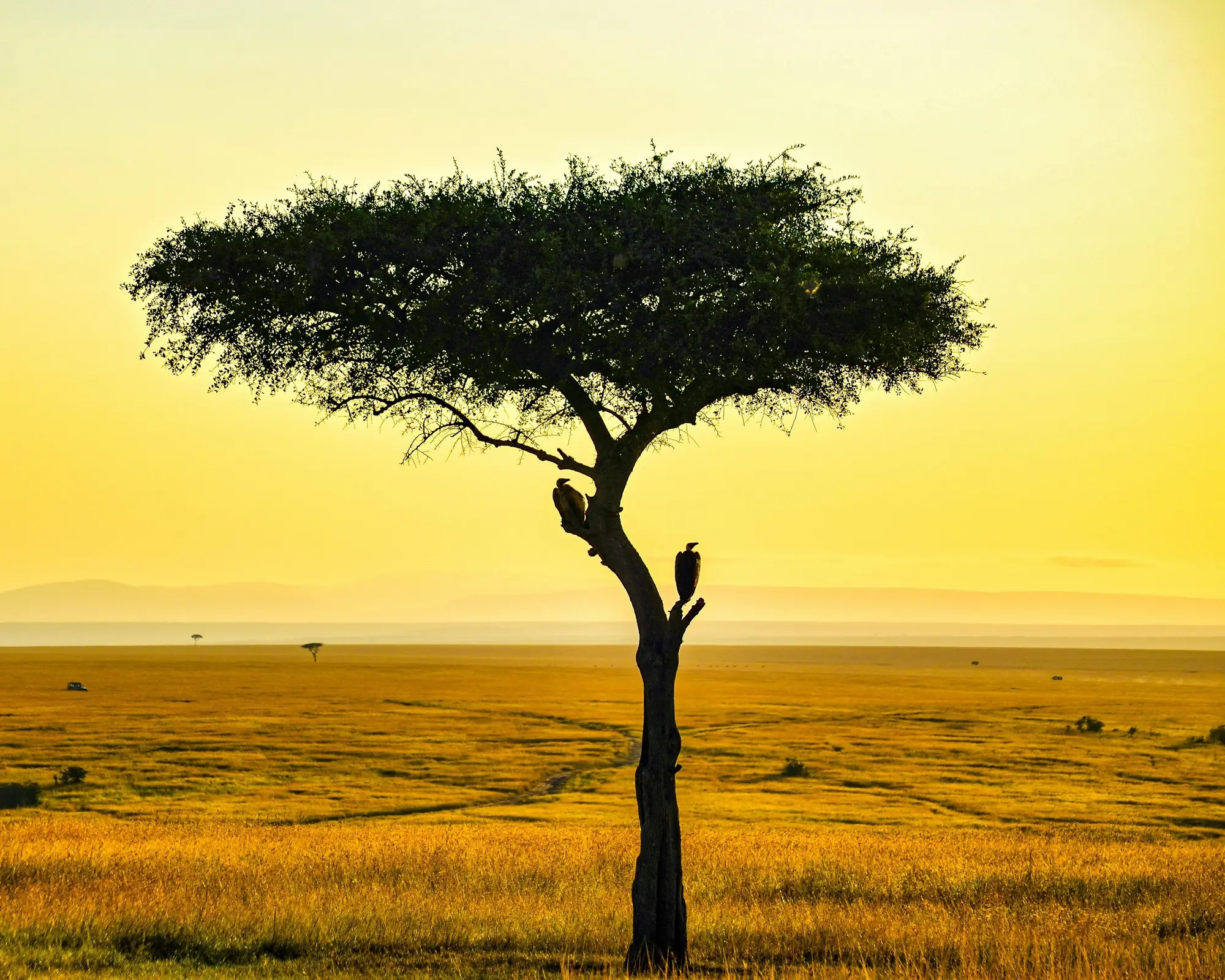 Safari "Kenia Explorer" (inkl. Zugsafari)