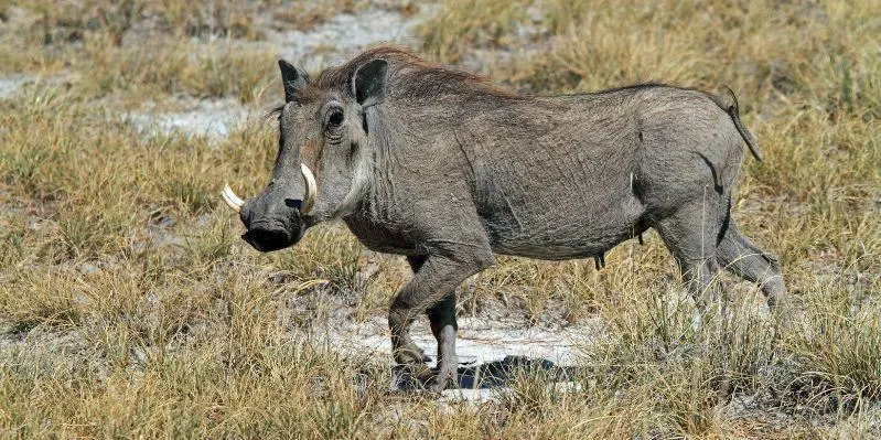 ETOSHA/OTIJWARONGO