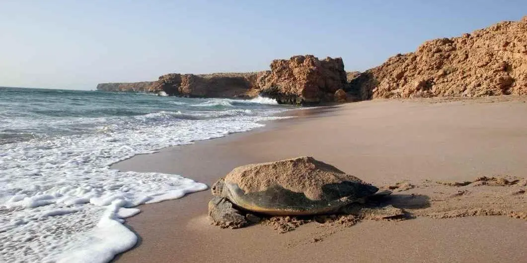 DAY 07: WAHIBA SAND – SUR – RAS AL HADD