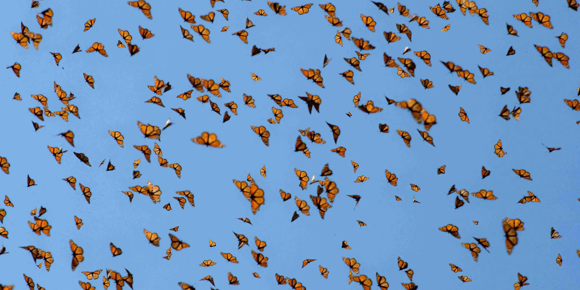 DAY 04. MONARCH BUTTERFLY & VALLE DE BRAVO 