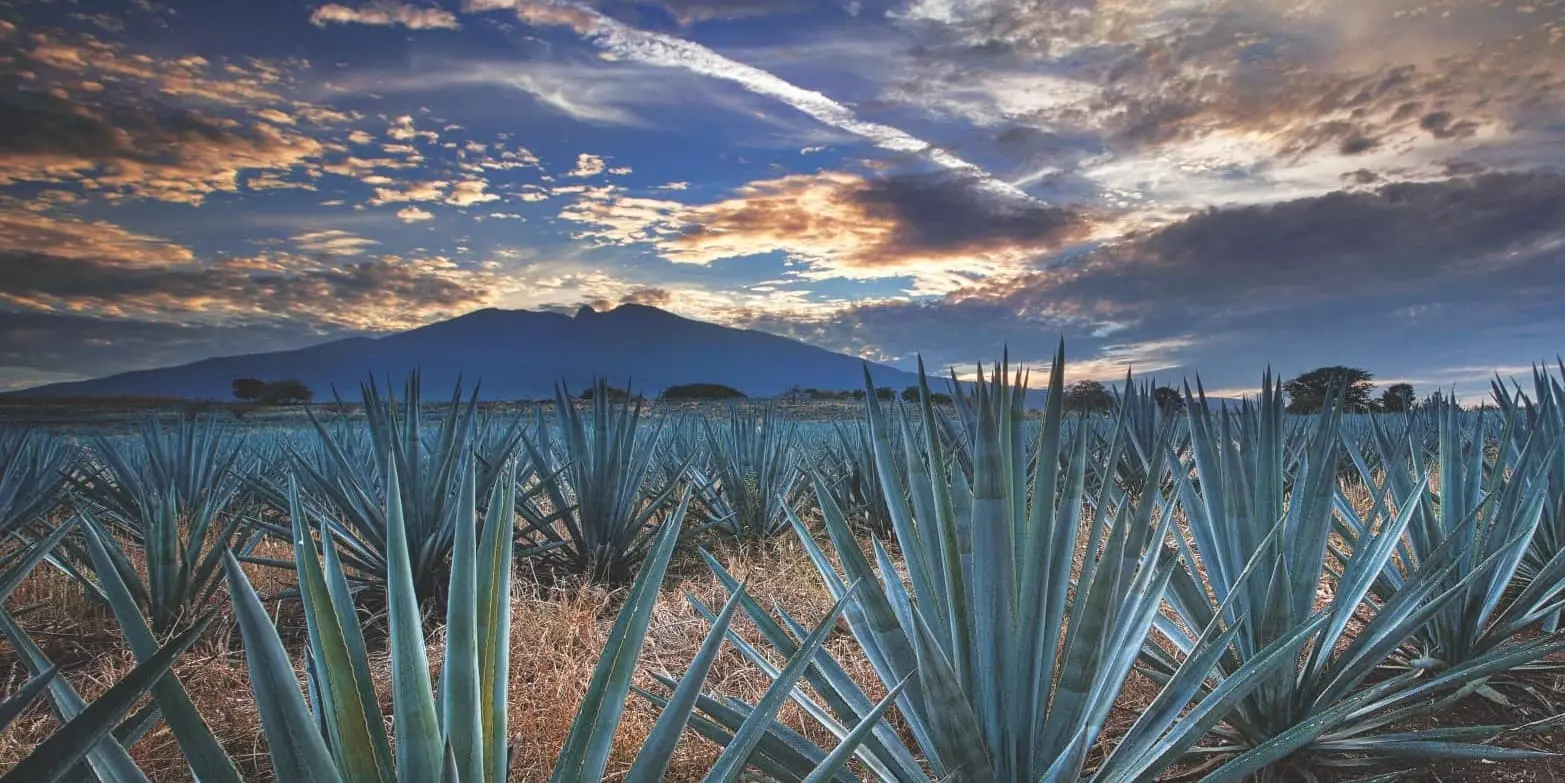 DÍA 06	 GUADALAJARA / TEQUILA / GUADALAJARA