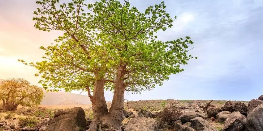 DAY 07:  RAS AL JINZ – MUSCAT - SALALAH