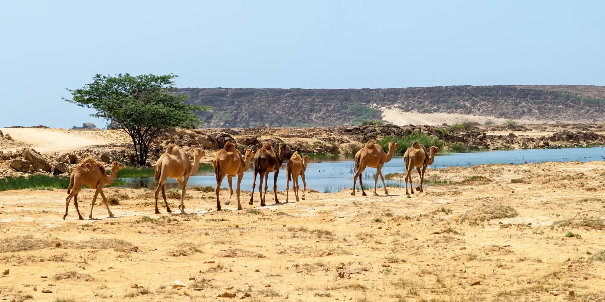 DAY 01 | MUSCAT TO SALALAH (FLIGHT)​