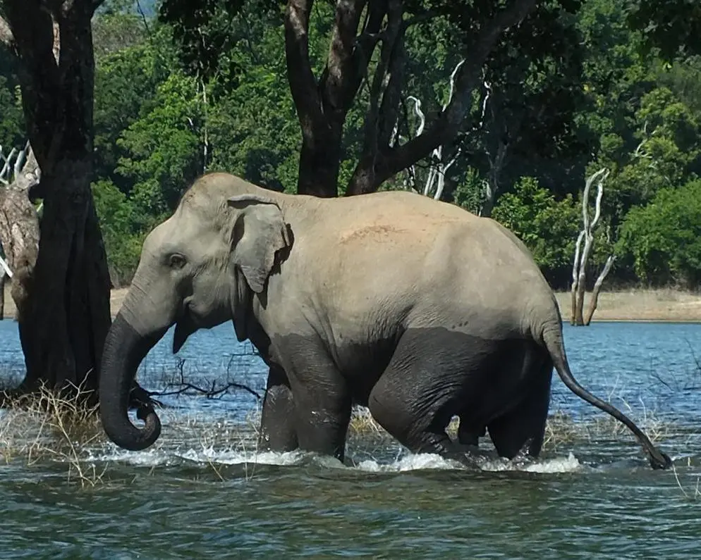 Gal Oya Lodge , 