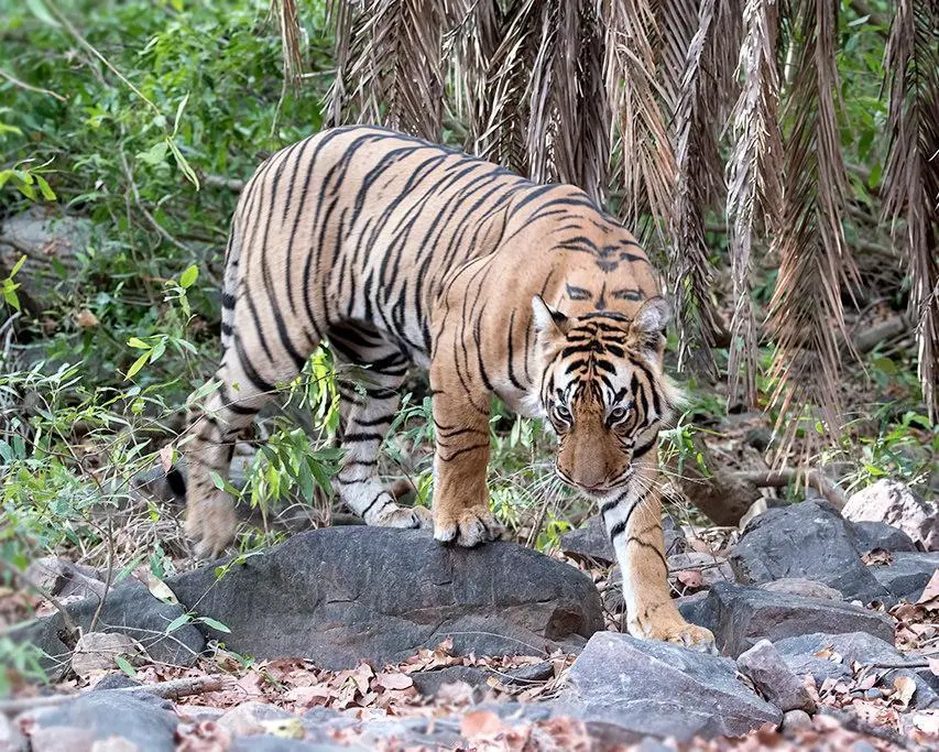 Ranthambore National Park, India