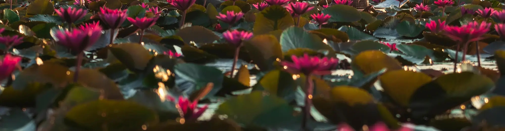 Kampong Seila, Cambogia