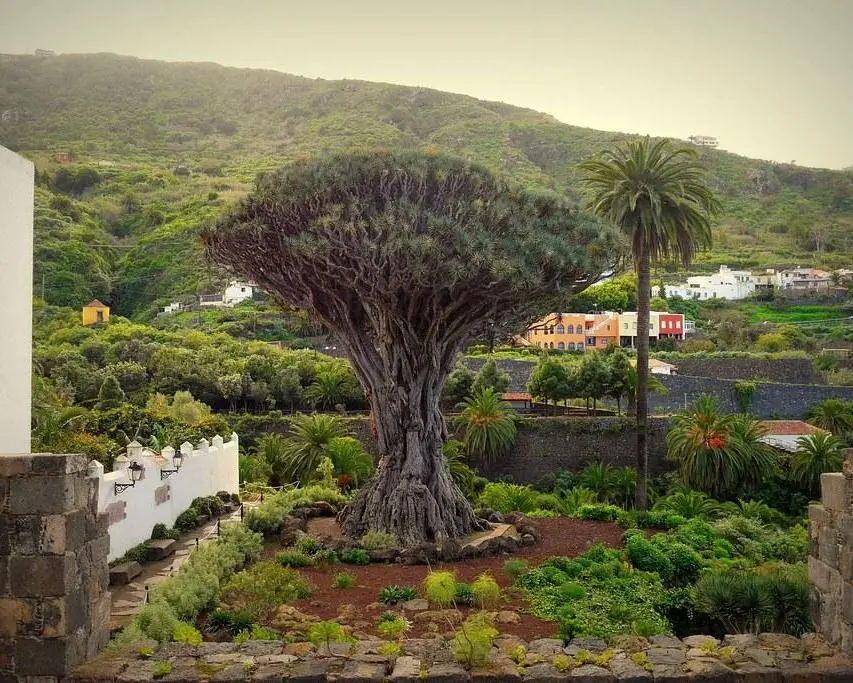 A la découverte des Iles Canaries