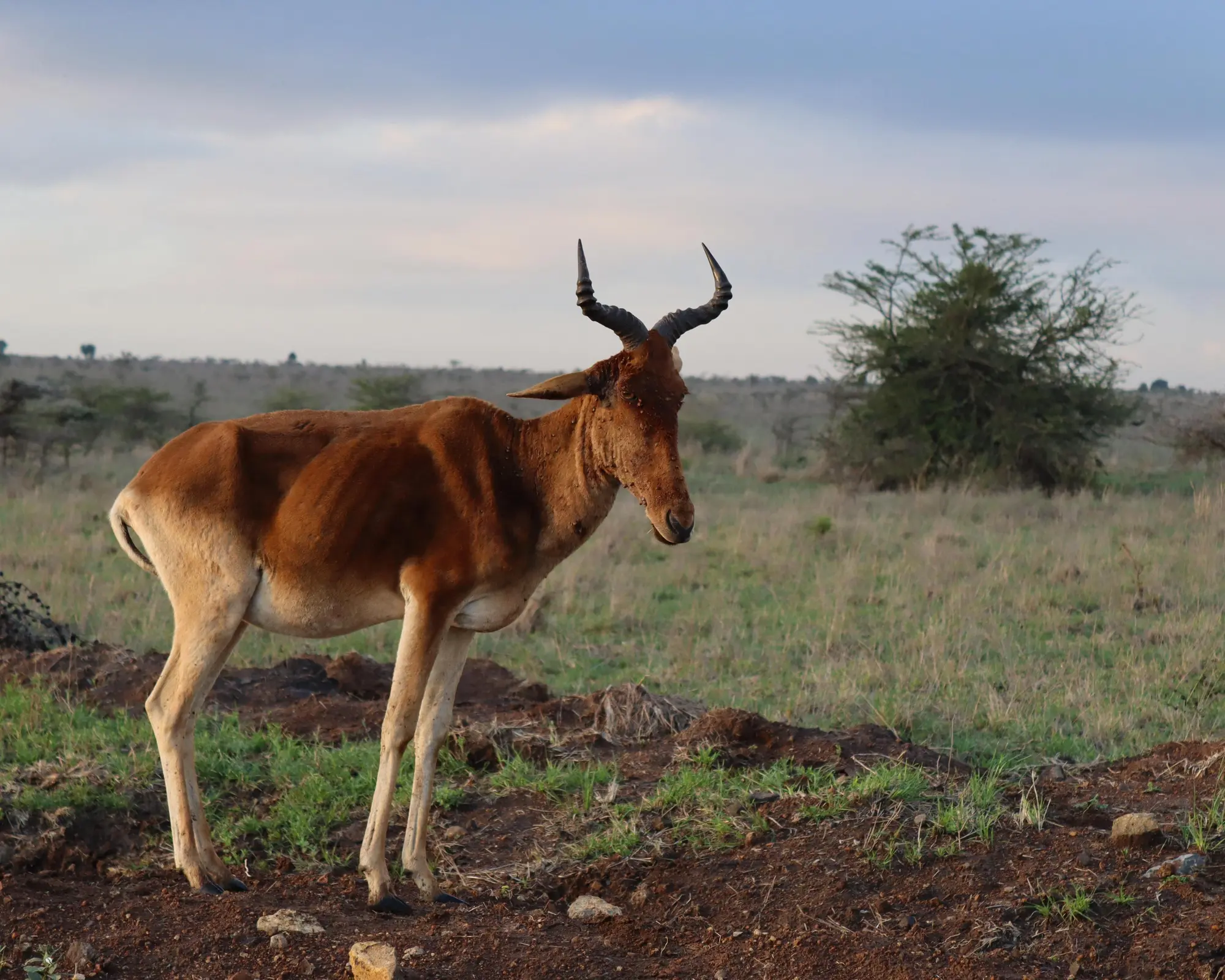 Kenya en V.O. - HORS VOLS