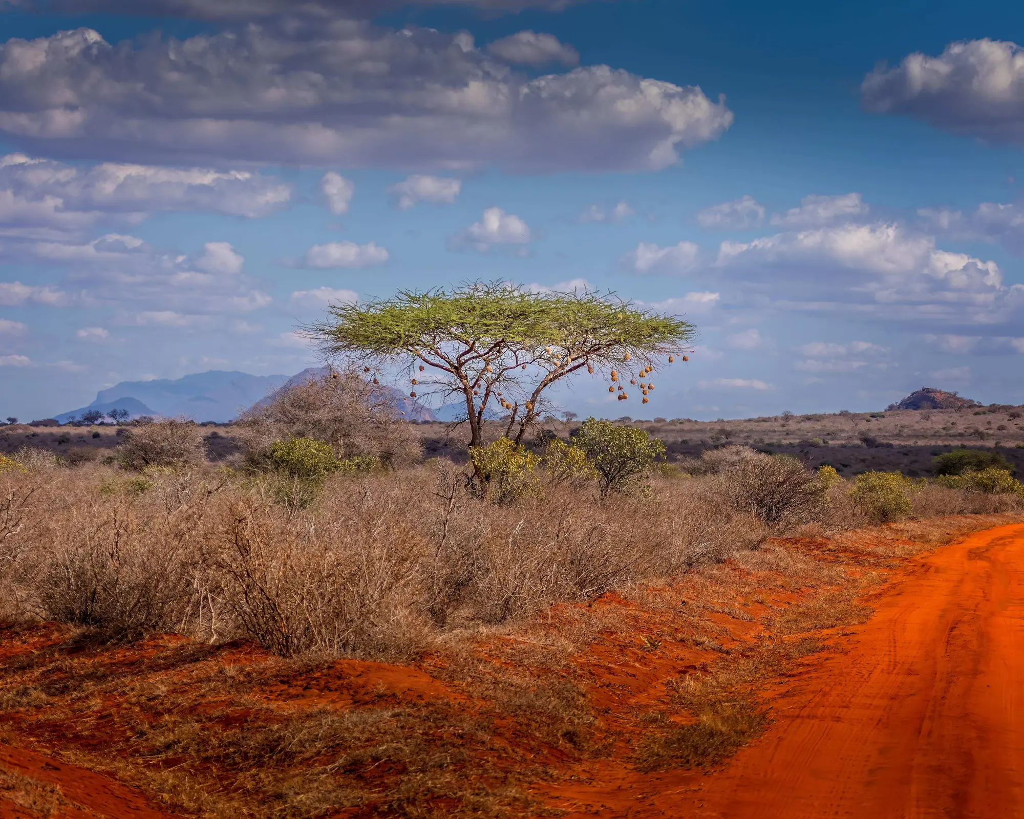 Tsavo East National Park, Kenia