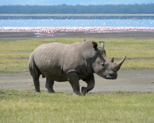 EXPLORE KENYA Sulle Orme dei Grandi Mammiferi