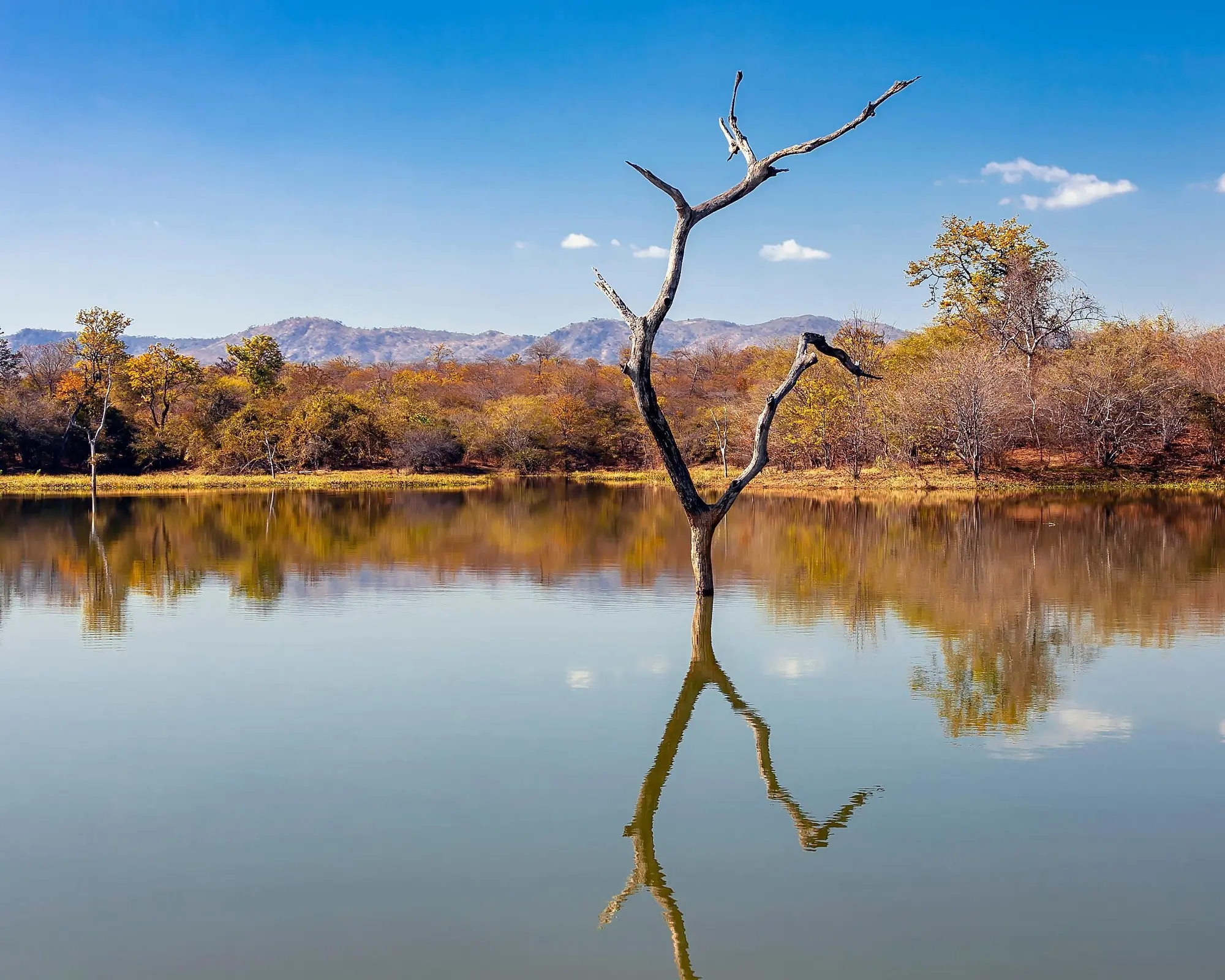 L'Afrique Australe à bord du Zimbabwean Dream : expérience inédite aux confins du monde