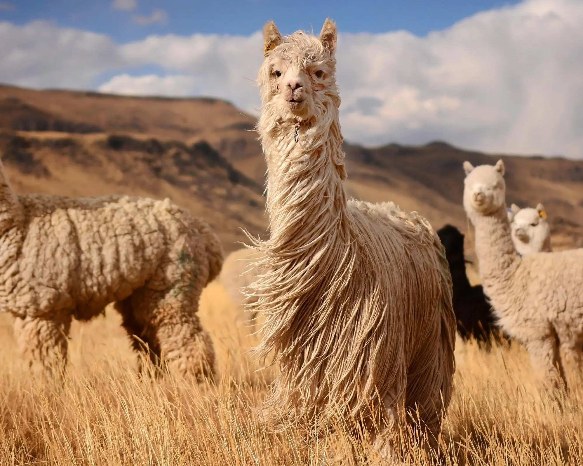 Collpapampa, Perú