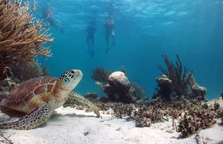 Tulum, Swim with Turtles and Cenote from Riviera Maya in Akumal