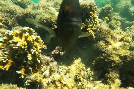 Excursión Playa de Maragogi y Recife de Gales en Grupo Reducido con Recogida