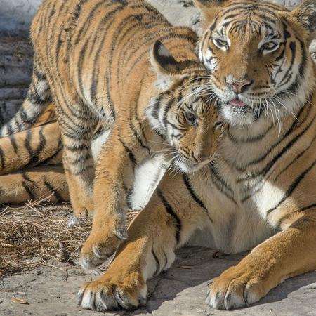 ZooQuarium de Tampa: Entrada combinada para el ZooTampa y el Acuario de Florida