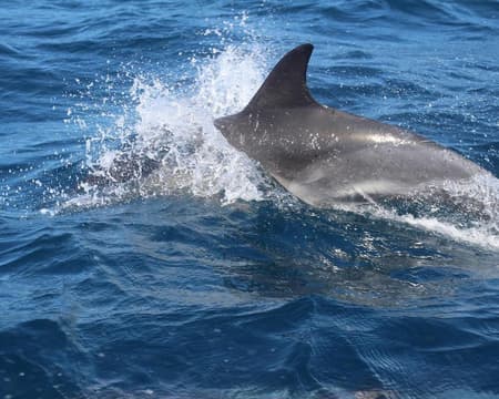 CNA - Dolphin Watching e Escursione in E-Bike