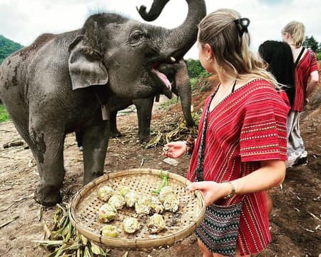Ein Tag im Doi Inthanon National Park und Elefantenpflege