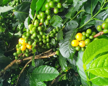 Private Boquete Kaffee Tour