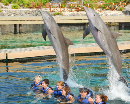 Meet the dolphins in Playa del Carmen