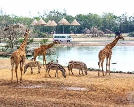 Safari world with ticket & transfer