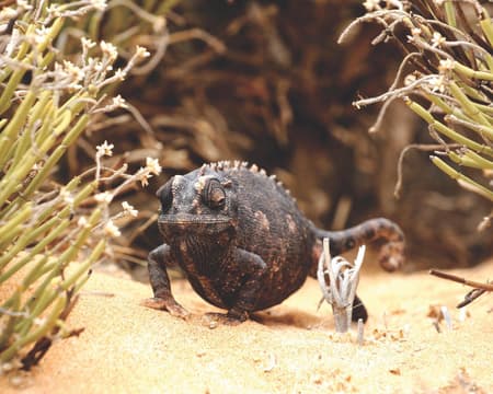 Living Desert Adventures