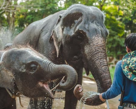 Halbtagesausflug "Ein Tag mit Elefanten"