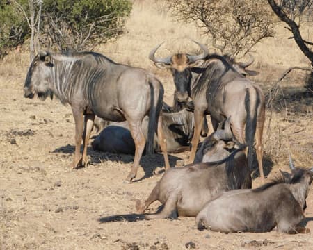 Dinokeng Big 5 Safari