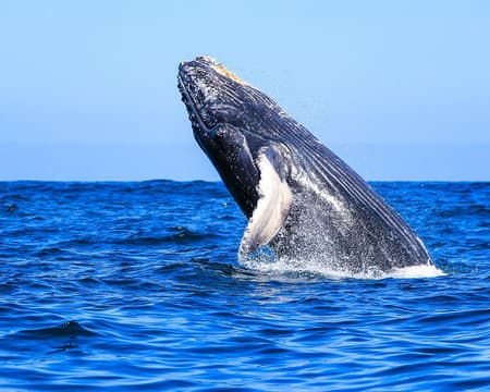 AVISTAMIENTO DE BALLENAS (CVU)