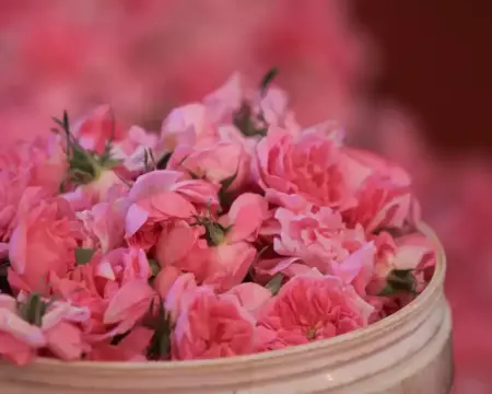 Visit to Taif Flowers Garden