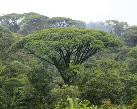 Regenwaldabenteuer Aerial Tram Atlantik - Halbtagestour