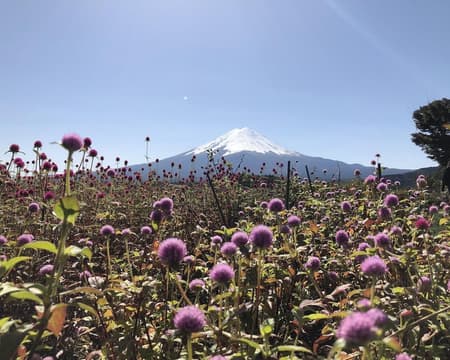 Mt. Fuji Day Excursion with Kawaguchiko Lake (Bus Tour)