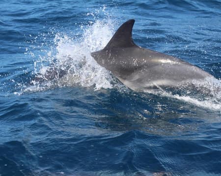 CNA - Dolphin Watching