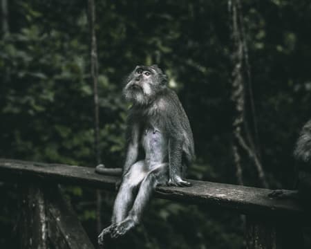 Full Day Roaming Around The Heart of Bali