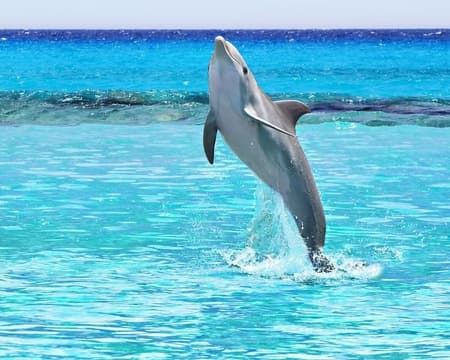 Isla de los Delfines