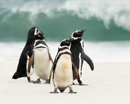 Marítima Pingüinera con traslados